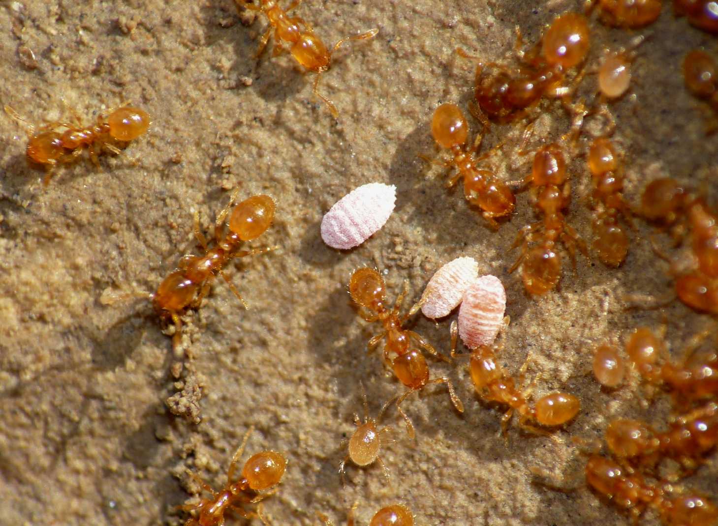 Ospiti delle formiche Solenopsis